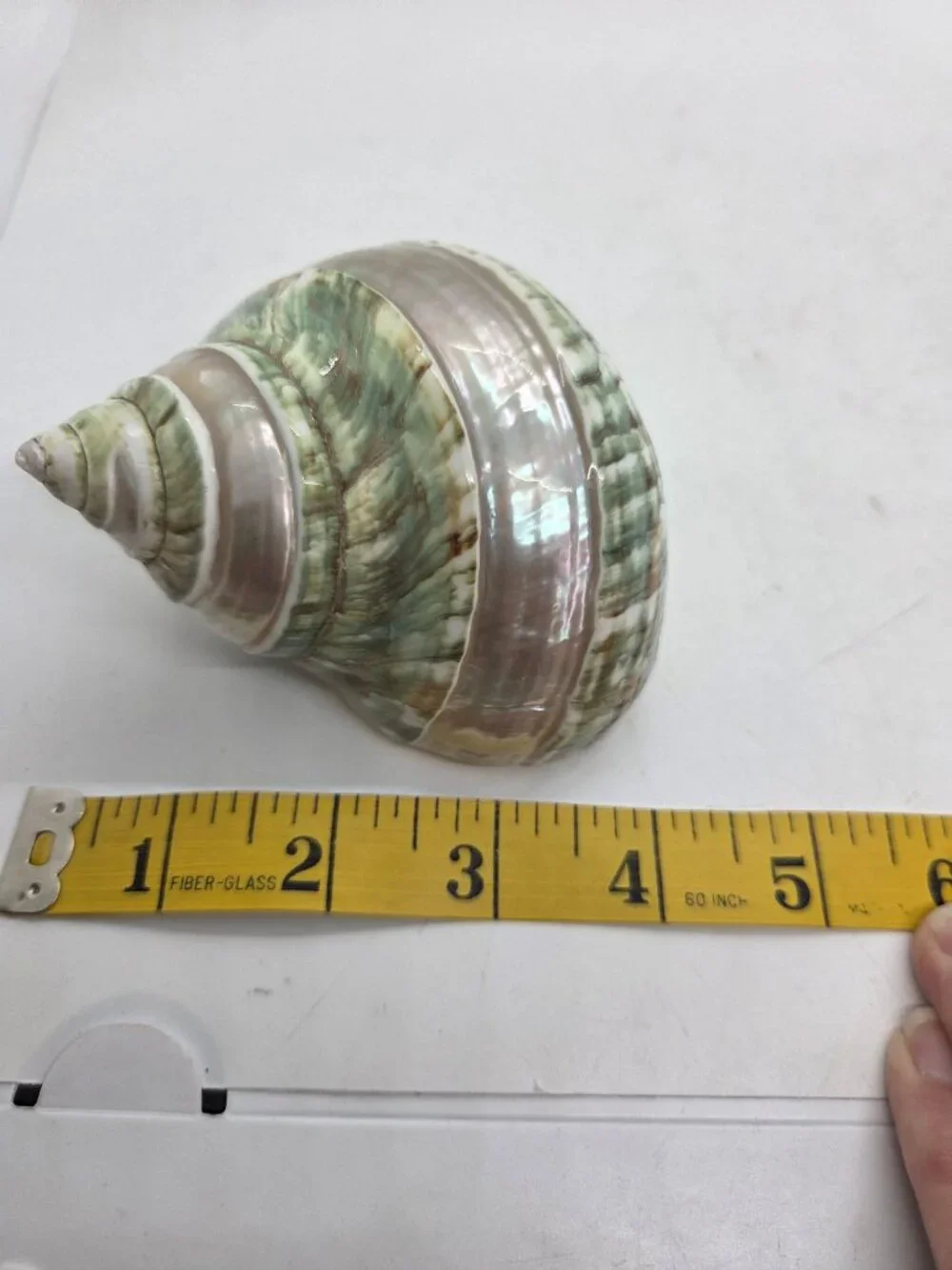 VTG Jade Green Banded Turbo Shell Pearl Polished Seashell 5